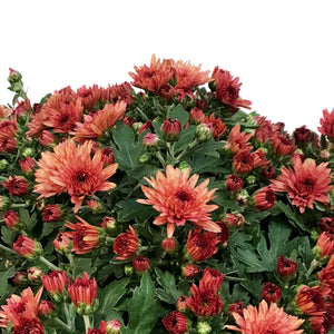 Fall Mum, 10in, Assorted Colours