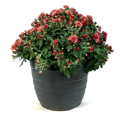 Fall Mum, 10in, Assorted Colours
