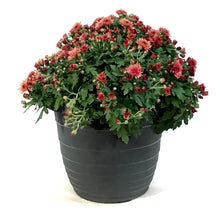 Load image into Gallery viewer, Fall Mum, 10in, Assorted Colours
