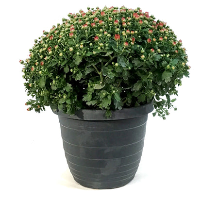 Fall Mum, 10in, Assorted Colours