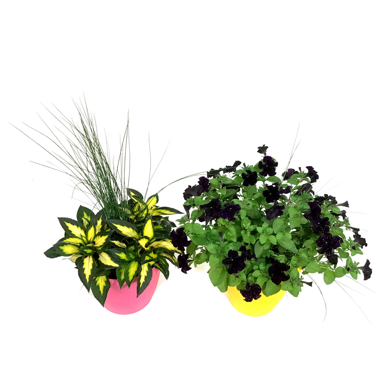 Planter, 10in, Colour Pot, Assorted