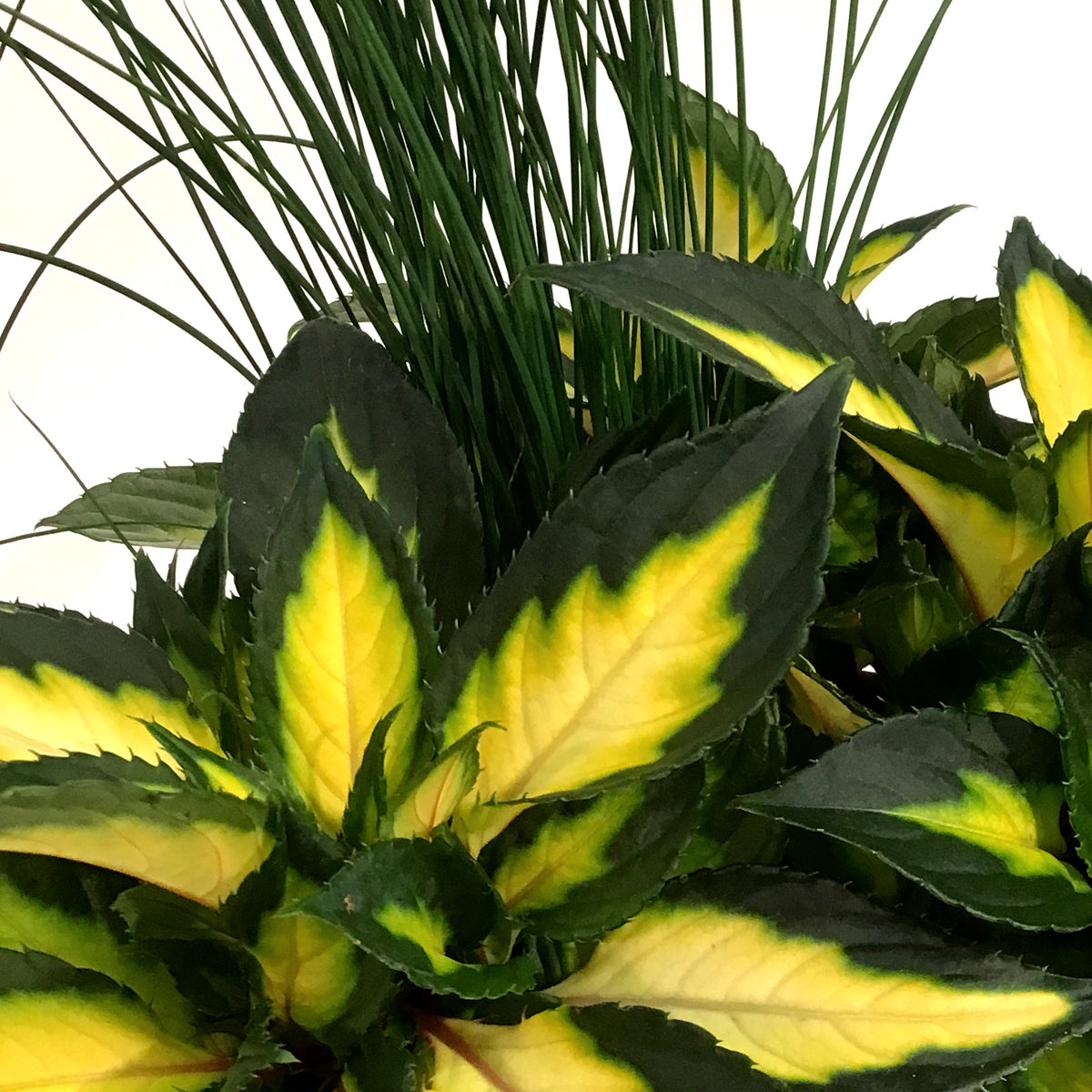 Planter, 10in, Colour Pot, Assorted
