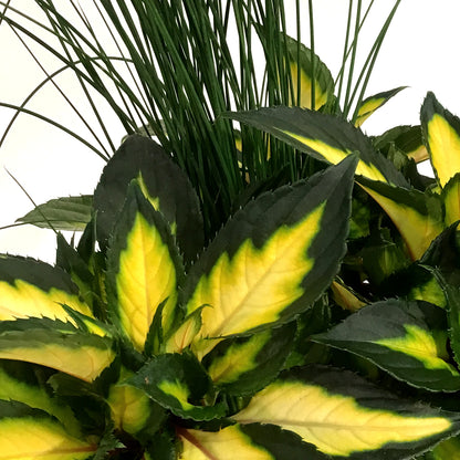 Planter, 10in, Colour Pot, Assorted