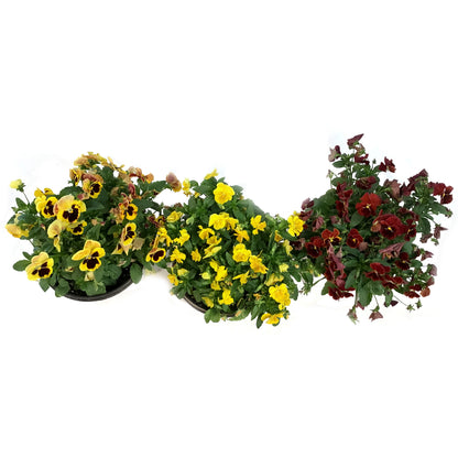 Planter, 10in, Fall, Pansy Bowl, Assorted