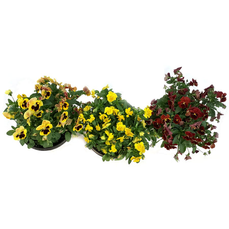 Planter, 10in, Fall, Pansy Bowl, Assorted