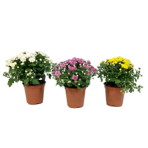 Fall Mum, 4in, Assorted Colours