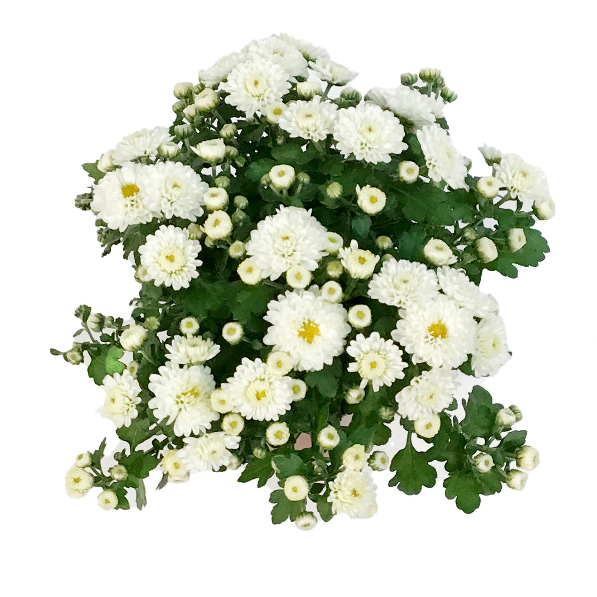 Fall Mum, 4in, Assorted Colours