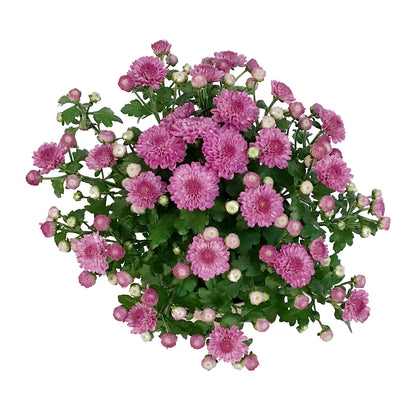 Fall Mum, 4in, Assorted Colours