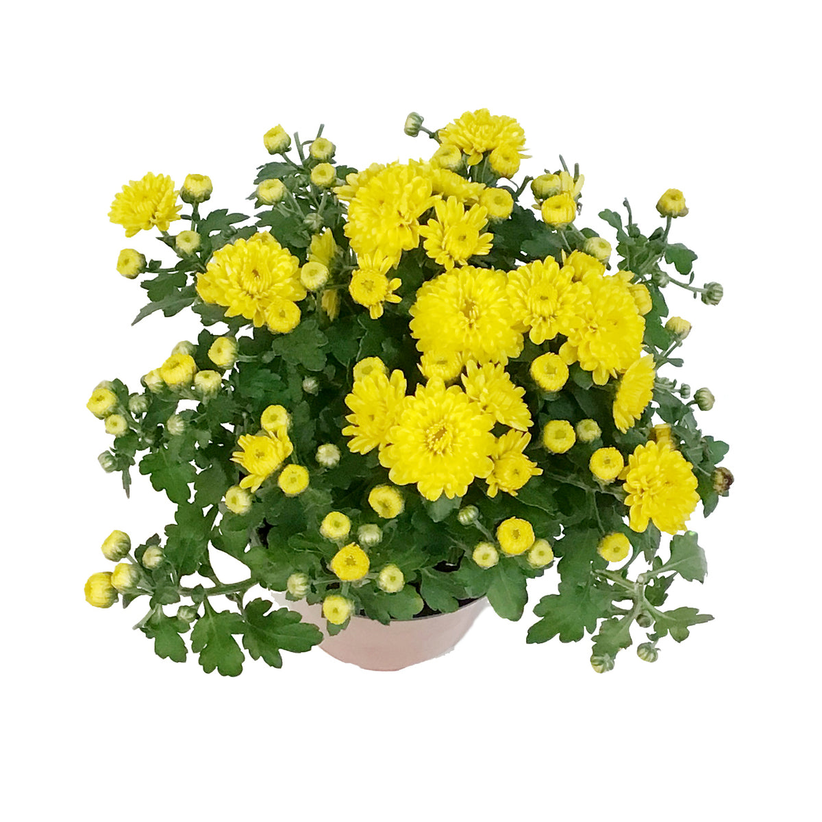 Fall Mum, 4in, Assorted Colours