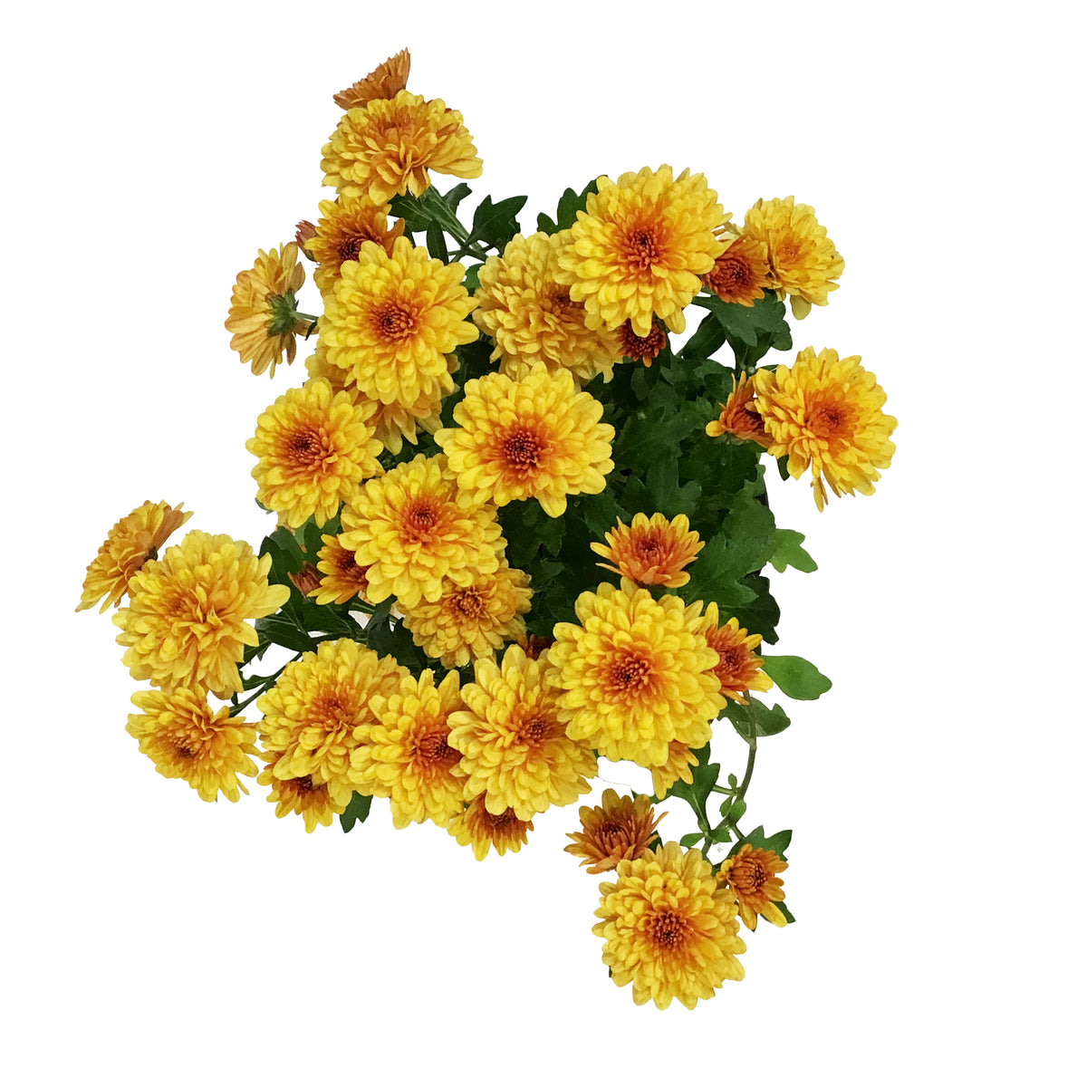 Fall Mum, 4in, Assorted Colours