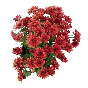 Fall Mum, 4in, Assorted Colours