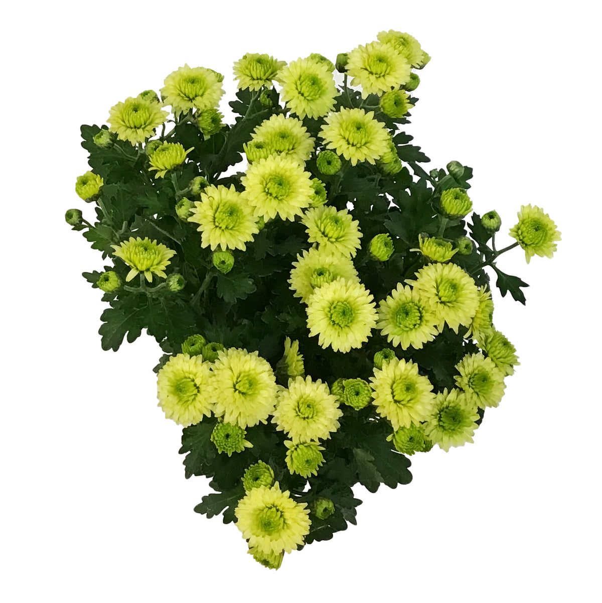 Fall Mum, 4in, Assorted Colours