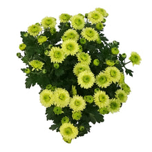 Load image into Gallery viewer, Fall Mum, 4in, Assorted Colours
