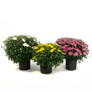 Fall Mum, 1 gal, Assorted Colours