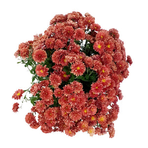 Fall Mum, 1 gal, Assorted Colours
