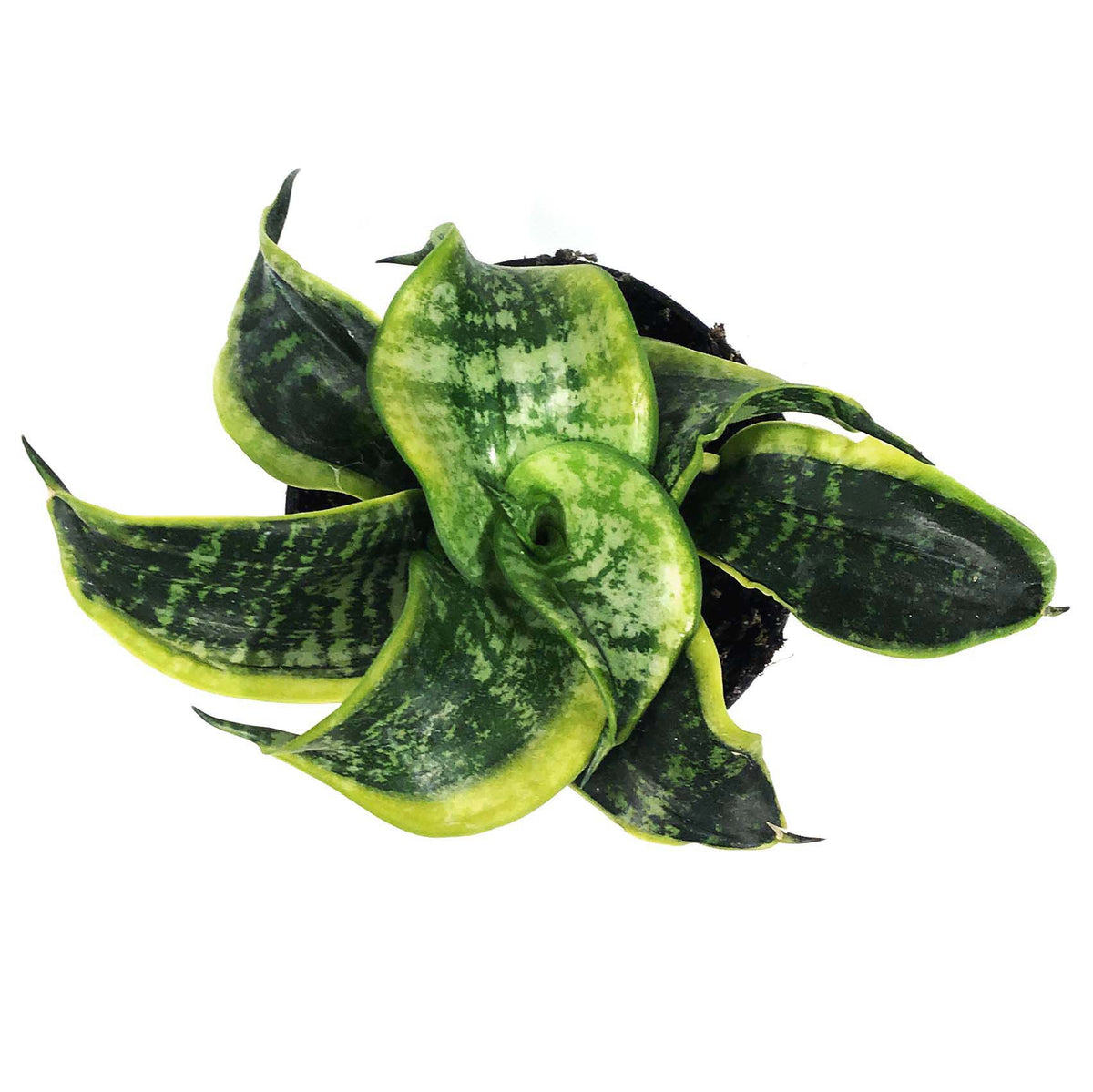 Sansevieria, 4in, Tornado