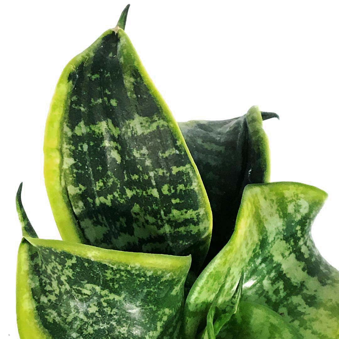 Sansevieria, 4in, Tornado – Floral Acres Greenhouse & Garden Centre