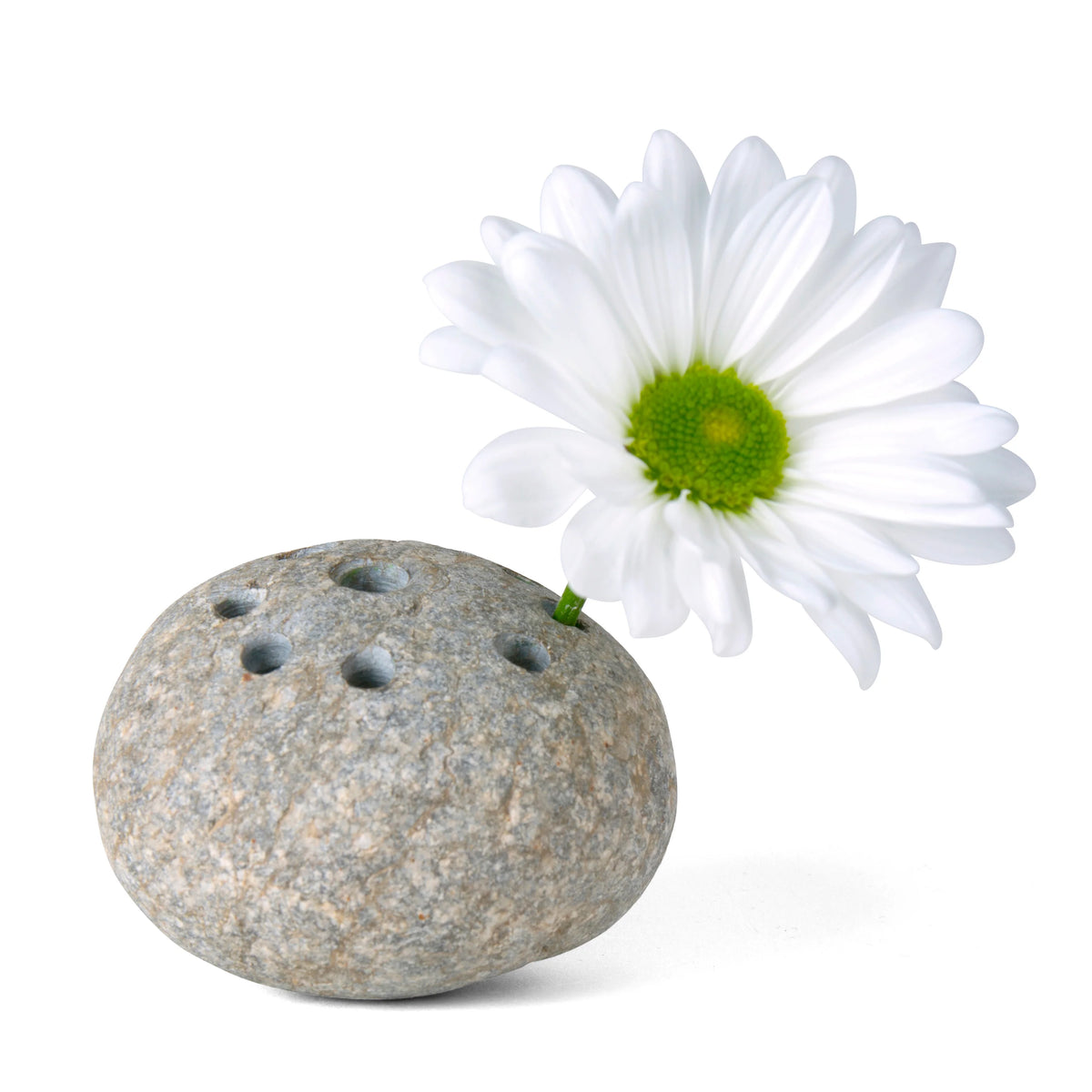Stone Flower Frog