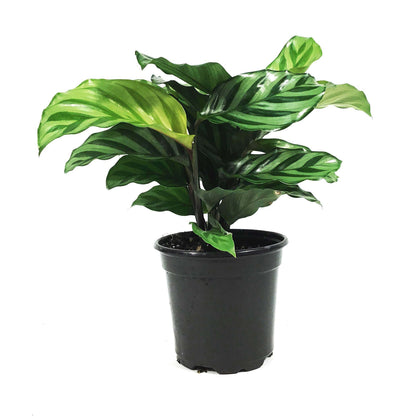 Calathea, 4in, Concinna Freddie