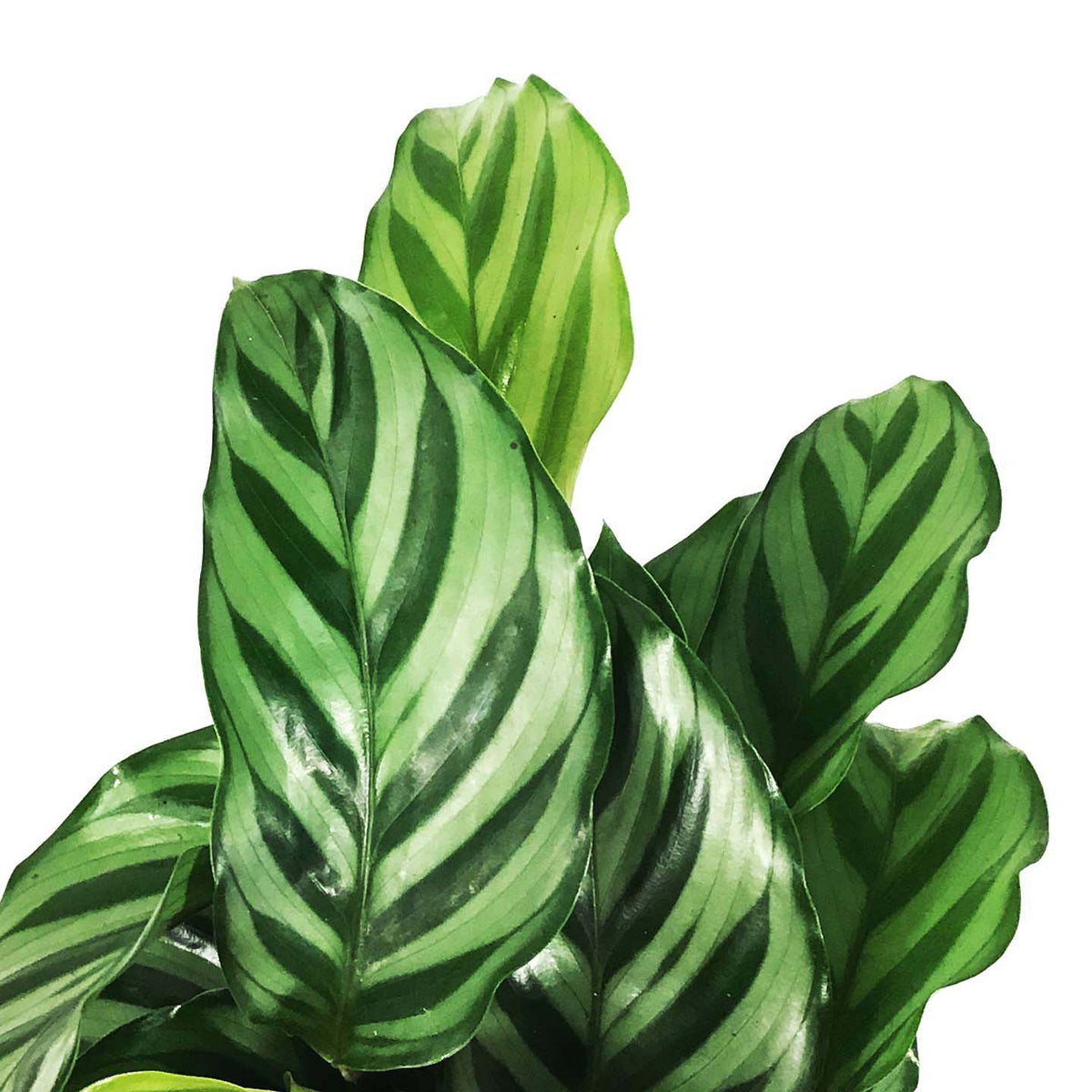 Calathea, 4in, Concinna Freddie
