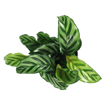 Calathea, 4in, Concinna Freddie