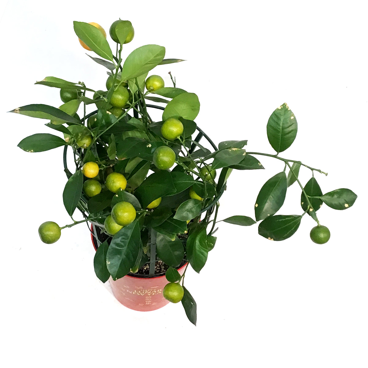 Orange, 1 Gal, Calamondin