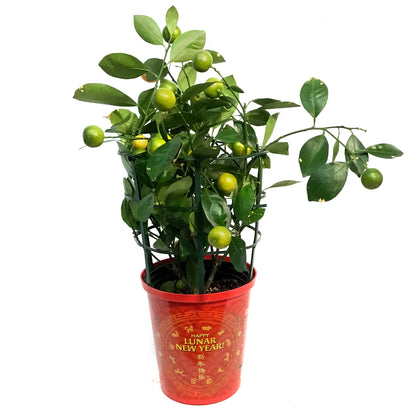 Orange, 1 Gal, Calamondin