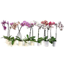 Load image into Gallery viewer, Orchid, 5in, Phalaenopsis in Ceramic Pot
