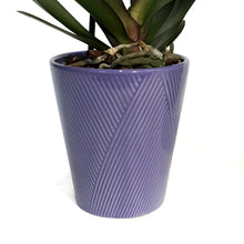 Load image into Gallery viewer, Orchid, 5in, Phalaenopsis in Ceramic Pot
