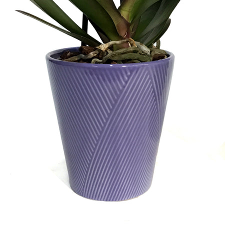 Orchid, 5in, Phalaenopsis in Ceramic Pot