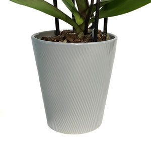 Orchid, 5in, Phalaenopsis in Ceramic Pot