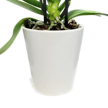Load image into Gallery viewer, Orchid, 5in, Phalaenopsis in Ceramic Pot
