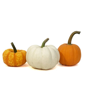 Mini Pumpkins