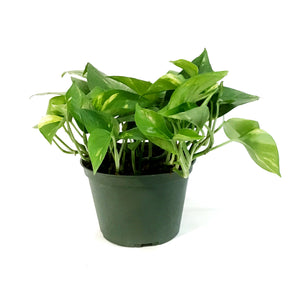 Pothos, 6in, Hawaiian