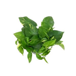 Pothos, 6in, Hawaiian