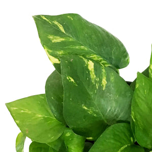 Pothos, 6in, Hawaiian