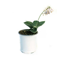 Hosta, 1 gal, Big Daddy