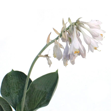 Hosta, 1 gal, Big Daddy