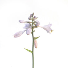 Load image into Gallery viewer, Hosta, 1 gal, Bulletproof
