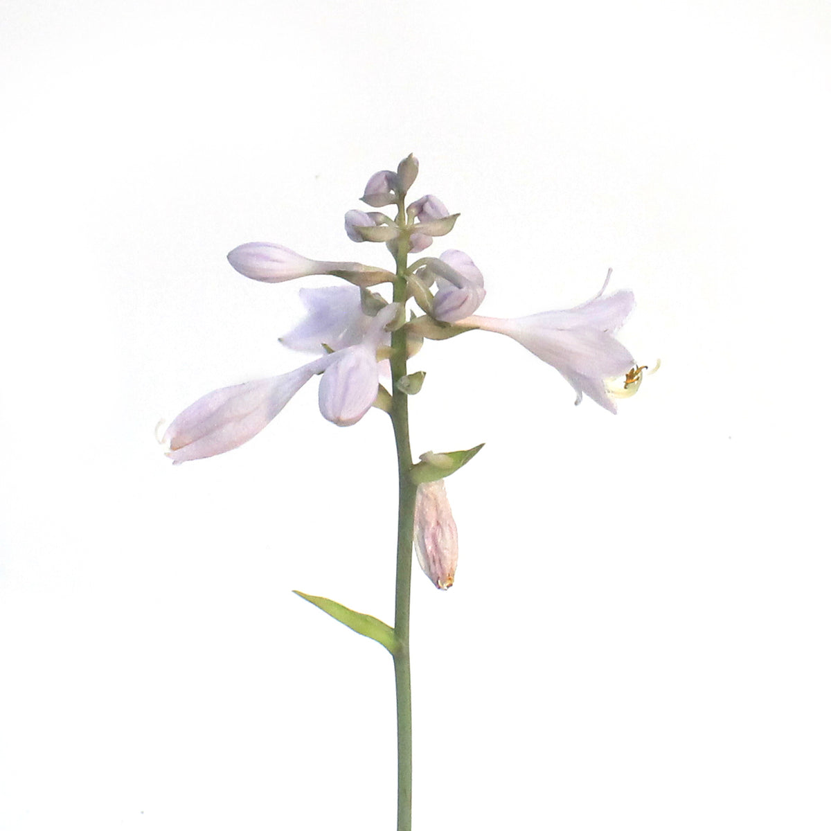 Hosta, 1 gal, Bulletproof – Floral Acres Greenhouse & Garden Centre