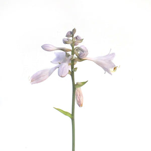 Hosta, 1 gal, Bulletproof