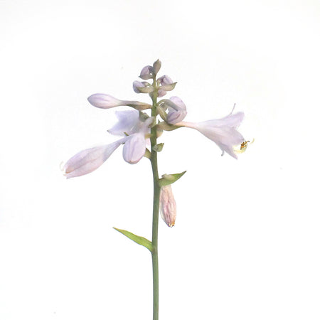 Hosta, 1 gal, Bulletproof