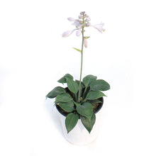 Load image into Gallery viewer, Hosta, 1 gal, Bulletproof

