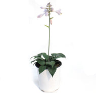 Hosta, 1 gal, Bulletproof