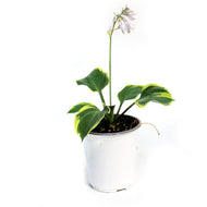 Hosta, 1 gal, Earth Angel