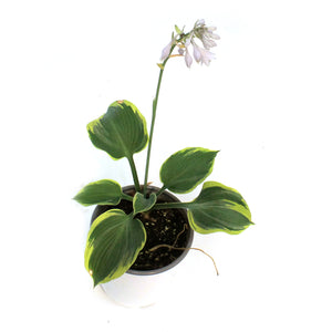 Hosta, 1 gal, Earth Angel