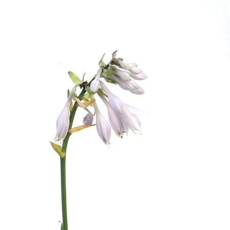 Hosta, 1 gal, Earth Angel