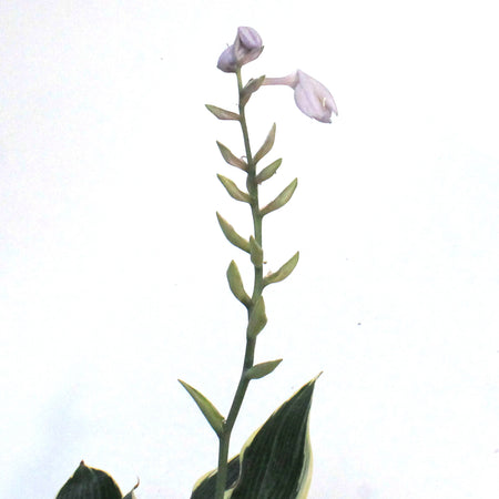 Hosta, 1 gal, First Frost
