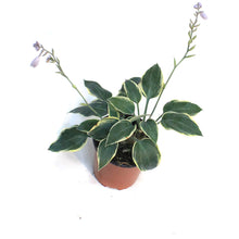 Load image into Gallery viewer, Hosta, 1 gal, First Frost
