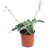 Hosta, 1 gal, First Frost
